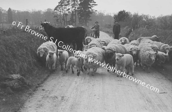 DRIVING SHEEP ON ROAD